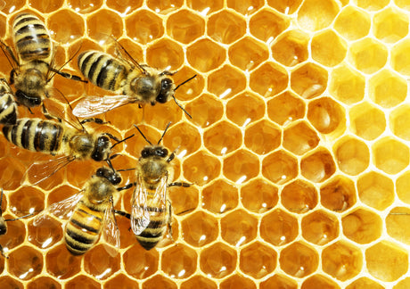 save the bees