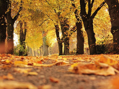 14 of our Favorite Fall Finds On Amazon